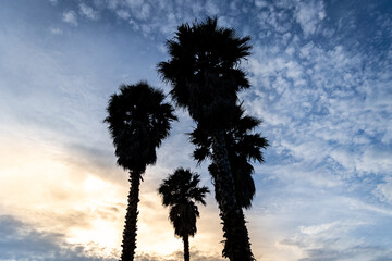 palm tree silhouette in late afternoon