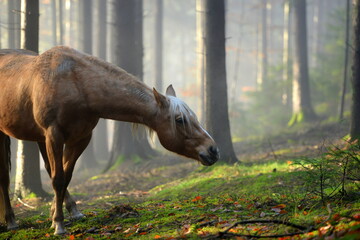 Wunderschönes Pferd im nebeligen Wald