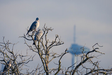 Doves in a high branch with blurred buildings as background