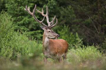 Naklejka na ściany i meble Red deer, cervus elaphus, with huge anlters standing by a bush in summer. Wild stag observing in woodland in spring nature. Brown mammal looking inside forest.