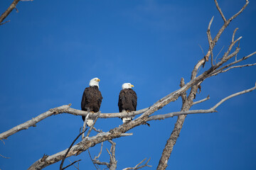 Two Bald Eagles Perched on Tree Branch