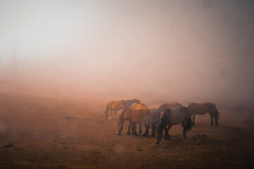 Caballos pastando en el campo en medio de una espesa niebla