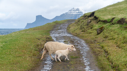 Obraz premium Wildlife in the Faroe Islands. Sheep on Vagar island. Faroe Islands. Denmark. Europe.