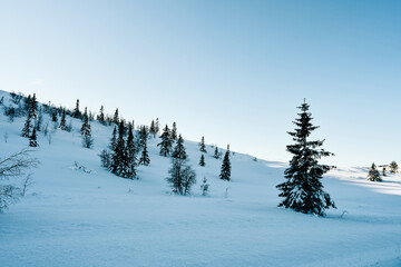 Obraz premium Winter landscape. Sun, snow and clear cold weather.