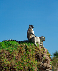 Lémures sentados y acostados