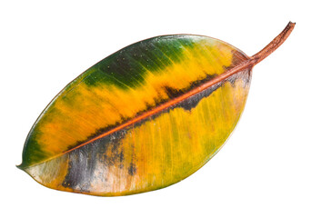 Yellow leaf of Ficus Elastica isolated on a white background.