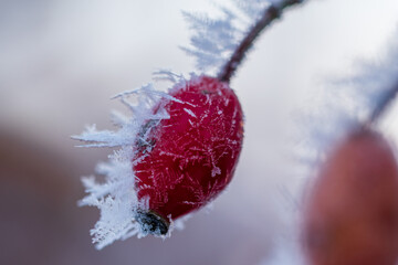 Die roten Früchte der Heckenrose, die Hagebutte ist nach einer kalten Nacht umhüllt mit Raureif...