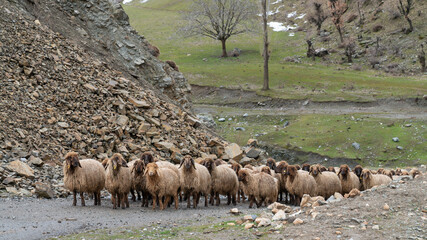 Flock of sheep in eastern Turkey, Bitlis