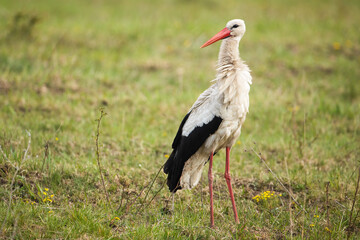 White stork, ciconia ciconia, standing on grassland in summer nature. Long legged bird with white and black feather observing on meadow. Wild winged animal looking on field.