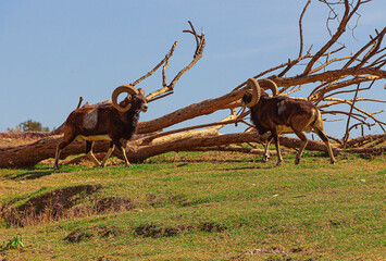 Fototapete bei efototapeten.de bestellen   
