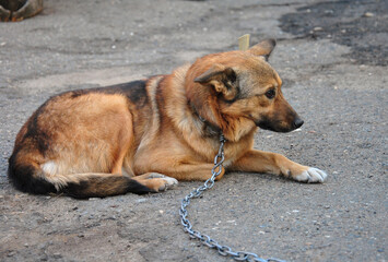 a dog tied to a chain lies on the ground and looks away