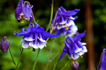 Aquilegia flower on a background of leaves