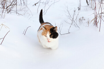 colored cat during a walk in a snow