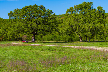 Landscape meadow with a centuries-old oak trees
