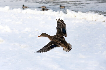 Close up of a female mallard duck flying. In the distance you can see a frozen lake or river and other ducks swimming.