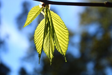 Young leaves on the branches of chestnut trees appear on warm spring days