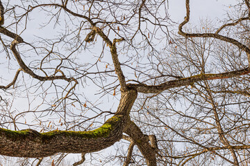 Ein gro&szlig;er Ast der von der sonne angestrahlt wird