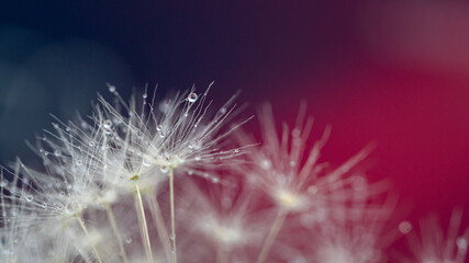 dandelion