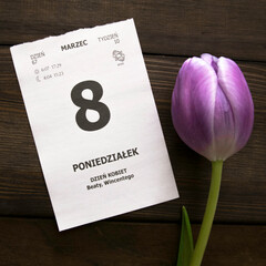 Fioletowy tulipan. Dzień Kobiet. 8 marca.