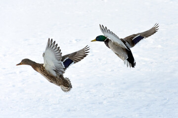 Two flying wild mallard ducks on a white snow background. Female and male.