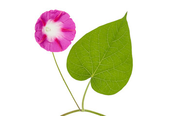 Pink flower of ipomoea, Japanese morning glory, convolvulus, isolated on white background