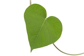 Leaf of ipomoea, Japanese morning glory, convolvulus, isolated on white background