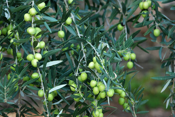 Detail of olive tree branch. Olive branch with leaves and olives close up. Mediterranean plant,...