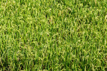 rice field background