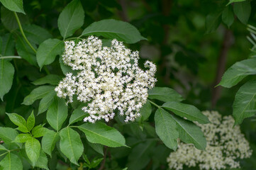 Sambucus nigra european black elder shrub in bloom, group of small flowering elderberry white flowers on branches