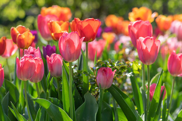 Amazing garden field with tulips of various bright rainbow color petals, beautiful bouquet of colors in sunlight daylight