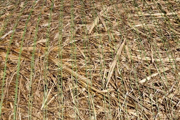 stubble and straw stacks