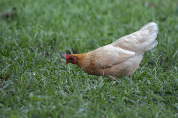 chiken walking on green grass