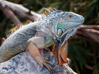 A large, green-turquoise chameleon with a long orange beard,