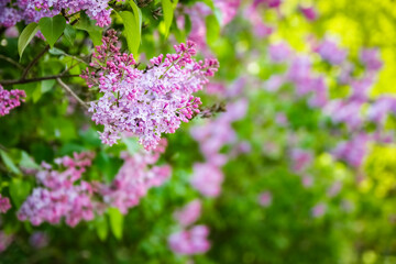 lilac in the garden on nature background