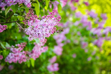 Obraz premium lilac in the garden on nature background