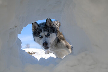 husky dog ​​breed peeks © Perytskyy