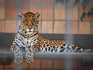 caged jaguar with an observing look