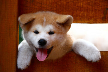 Akita Inu Welpe