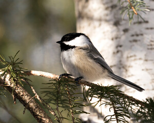 Chickadee Stock Photos. Close-up profile view perched on a fir tree branch with a blur background in its environment and habitat, displaying grey feather plumage wings. Image. Picture. Portrait.