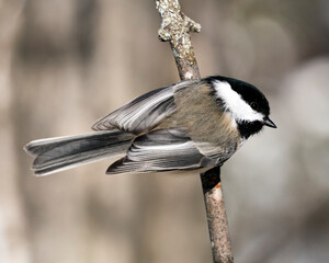 Chickadee Stock Photos.  Close-up profile view on a tree branch with a blur background in its environment and habitat, displaying grey feather plumage wings. Image. Picture. Portrait.