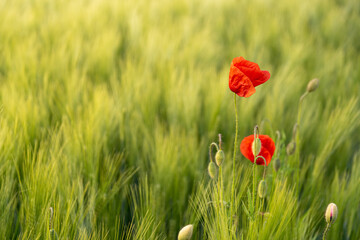 poppies in the cereal in autumn