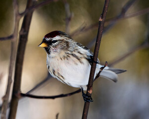  Red poll Stock Photo. Red poll close-up profile view, perched with a blur background in its environment and habitat. Image. Picture. Portrait.