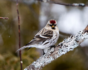 Red poll Stock Photo. Red poll close-up profile view, perched with a blur background in its environment and habitat. Image. Picture. Portrait.
