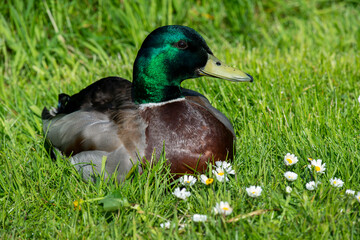 Denmark, Faroe Islands. Torshavn, capital city of Faroes. Platasjan, small city park, male mallard duck in green grass.