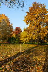 landscape of deciduous trees in the autumn season