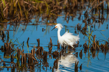 Snowy Egret displaying breeding plumage.Ottawa National Wildlife Refuge.Port Clinton.Ohio.USA