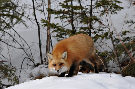Red Fox stock photos. Fox Image. Picture. Portrait. close-up profile view in the winter season in its environment and habitat with tree and snow background displaying bushy fox tail, fur.