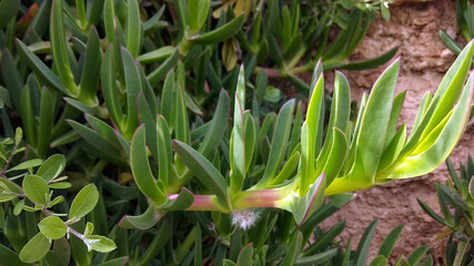 Carpobrotus rossii 2