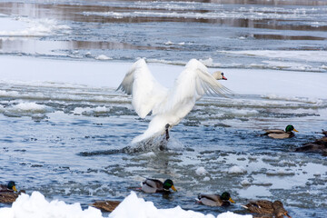 A large white swan tries to land on a river covered with ice. In the background, wild mallards and a floating floe.