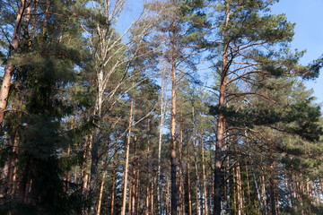Fototapeta premium winter weather in the park or forest and pine firs
